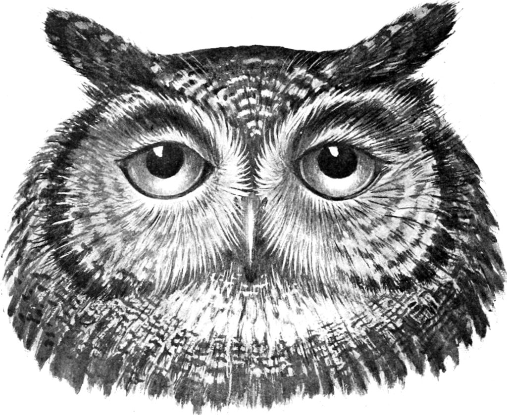 Owl Head Clipart