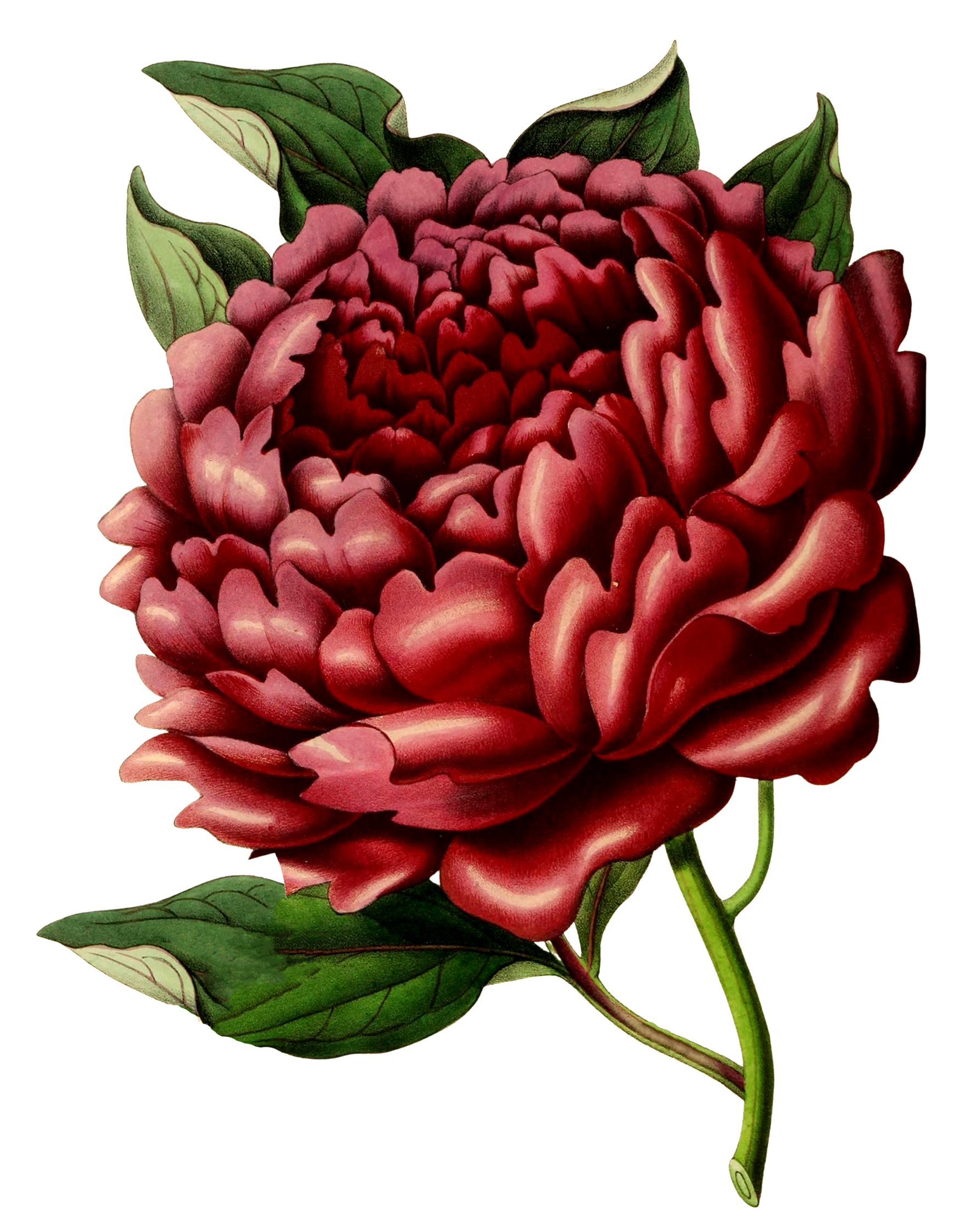 peony illustration free download