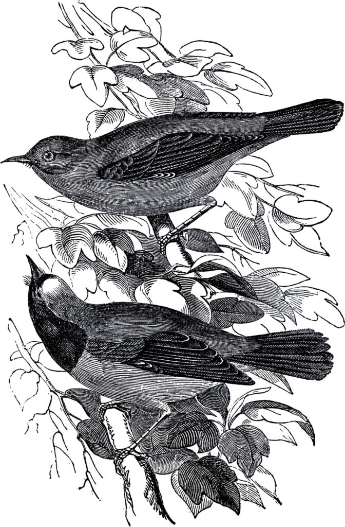 Pair birds branch image