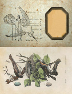 The Ornithologist Kit! Graphics Fairy Premium Membership - The Graphics ...