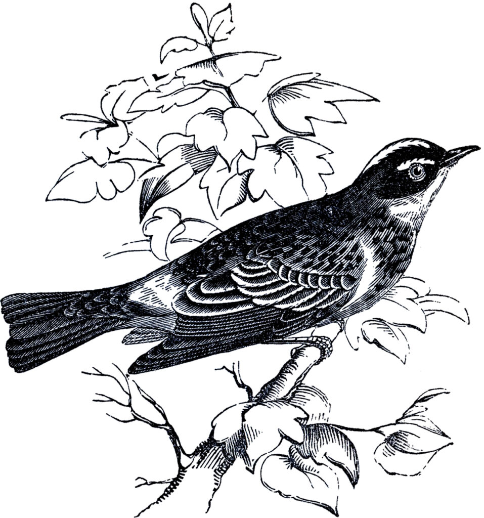 vintage bird branch engraved illustration