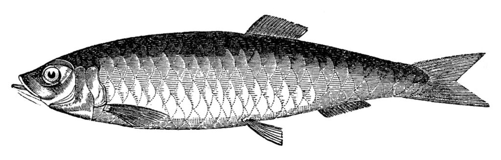 black white vintage fish clipart