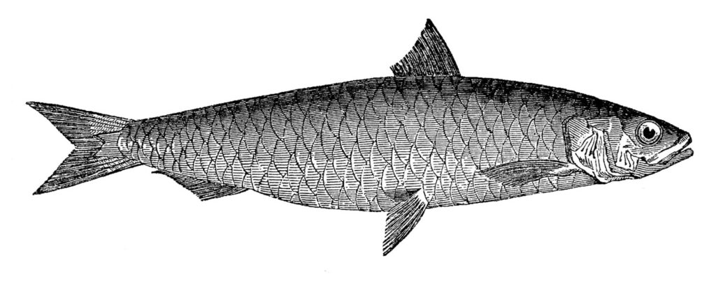 vintage black white fish image