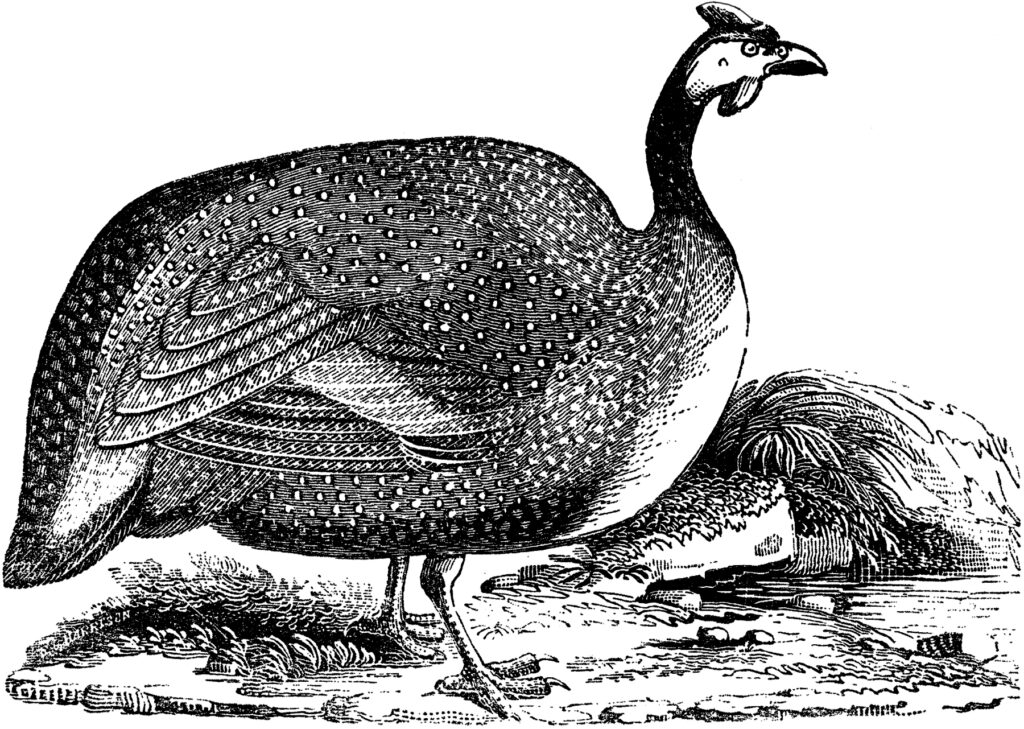 vintage guinea fowl illustration