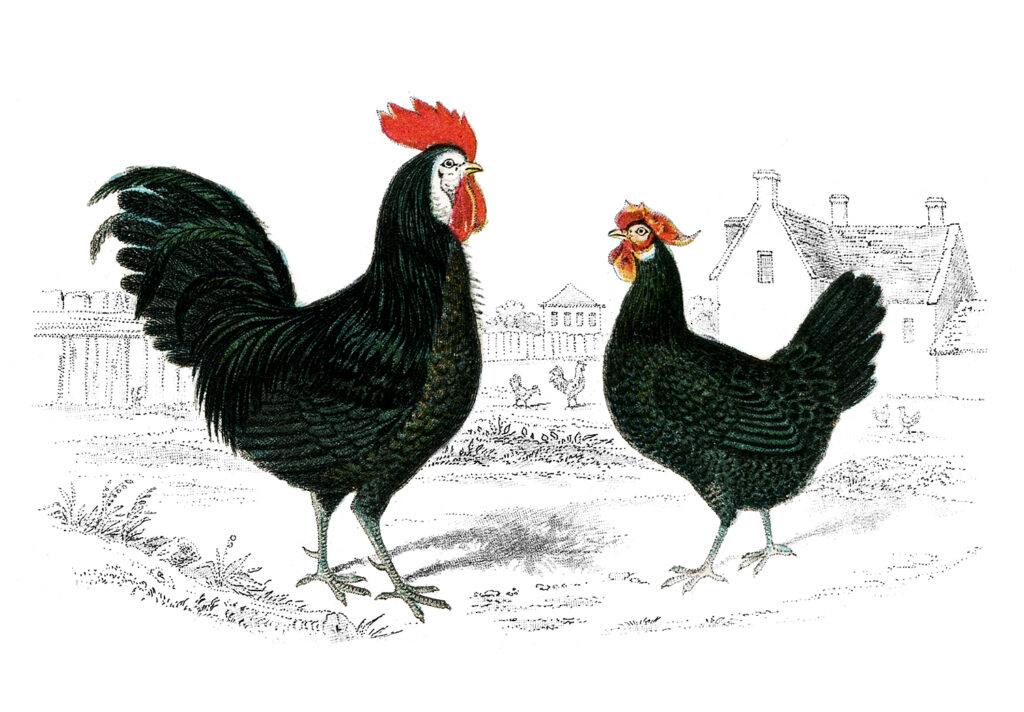 vintage rooster hen image