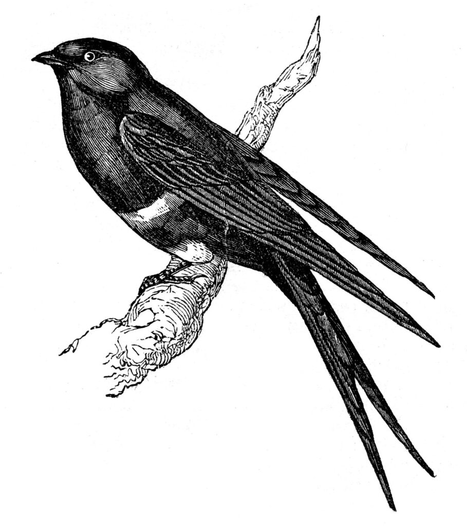 Swallow bird branch clipart