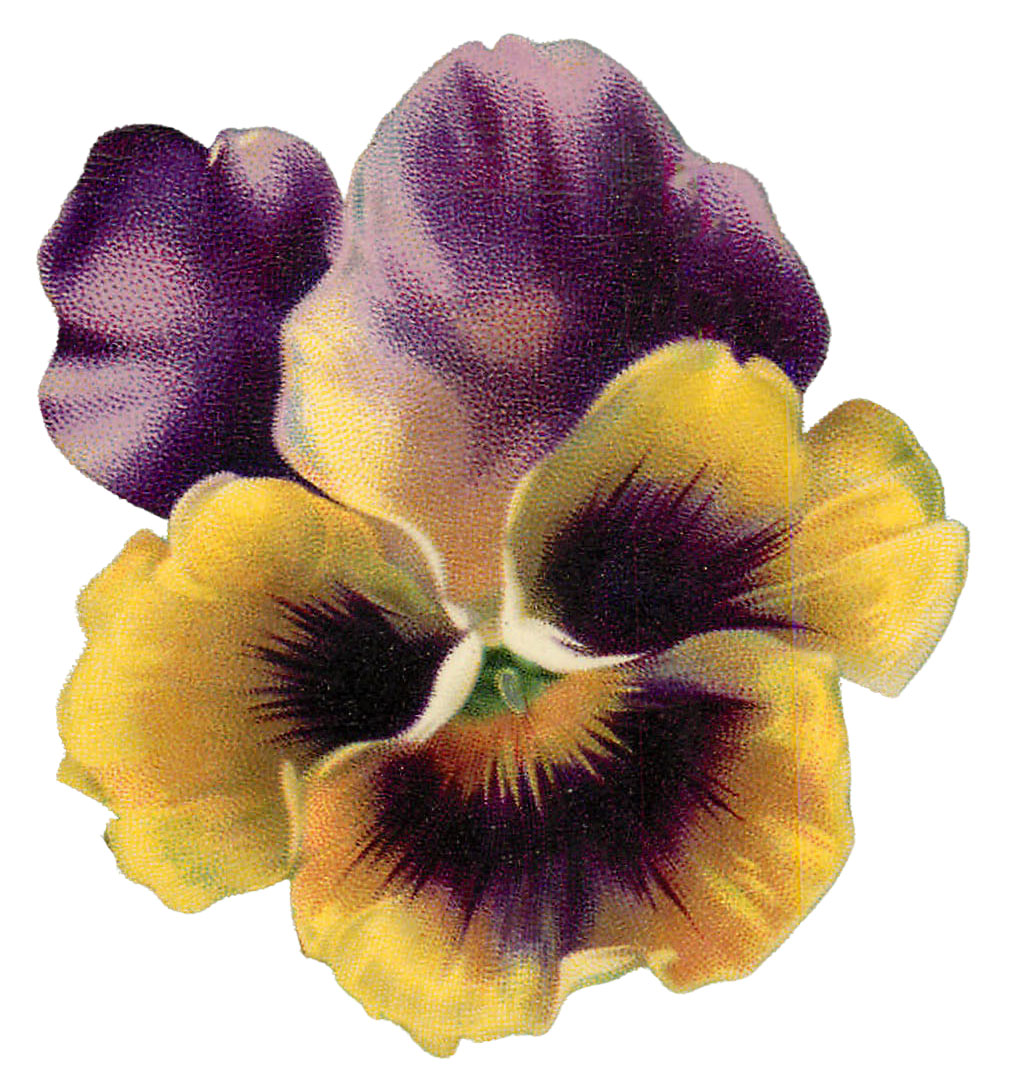 Purple Yellow Pansy Clipart