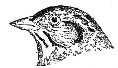 vintage bird head illustration