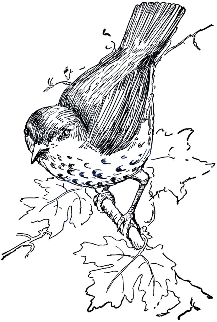 Thrush bird tree branch clipart