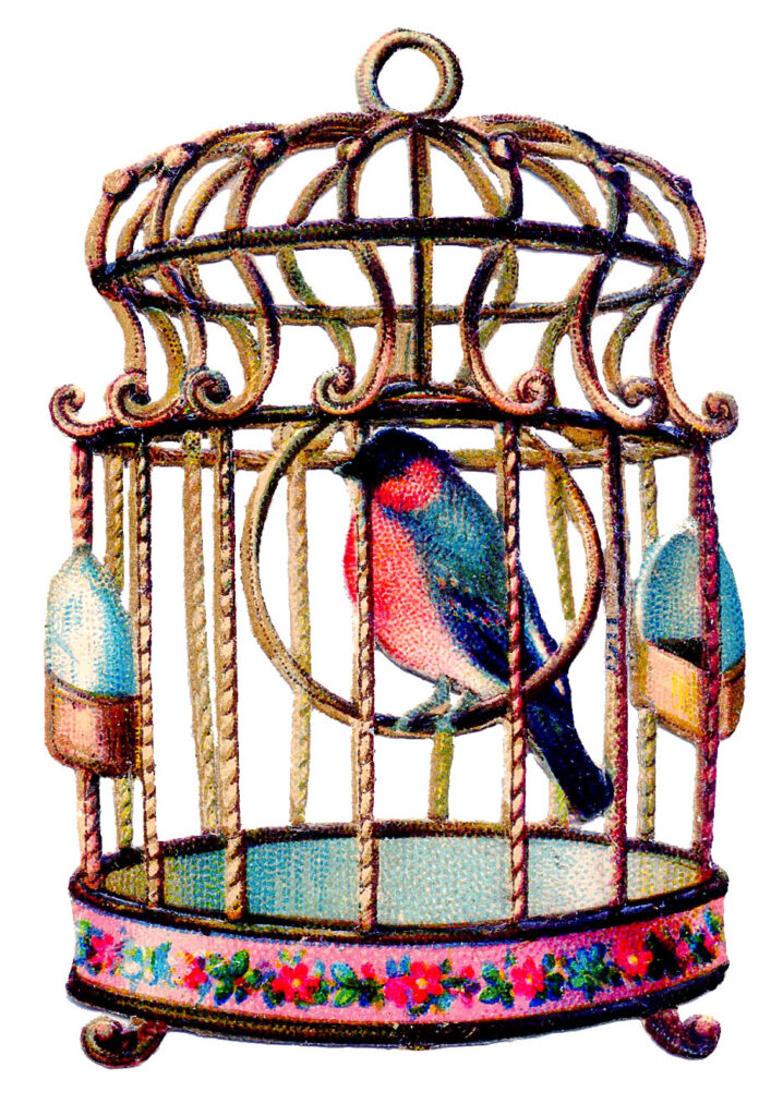 colorful bird birdcage illustration