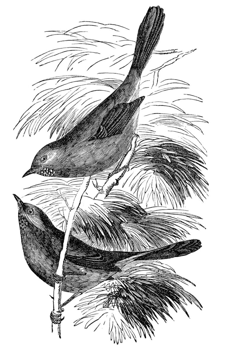 birds-tree-engraving-GraphicsFairy-768x1