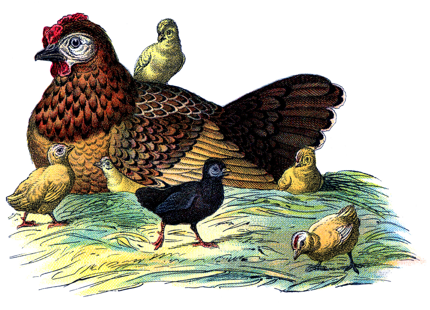 Details about   1940s Rooster Hen Chicken Chicks Barnyard 590 Comic Linen Postcard BH
