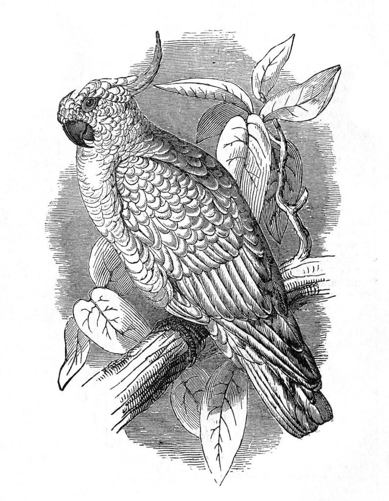 cockatoo vintage engraved image