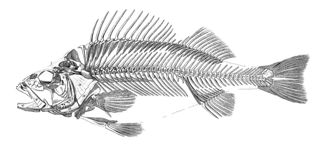 fish skeleton image