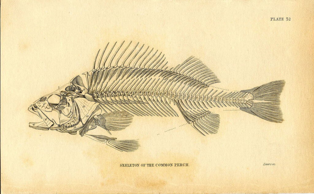 natural history fish skeleton illustration