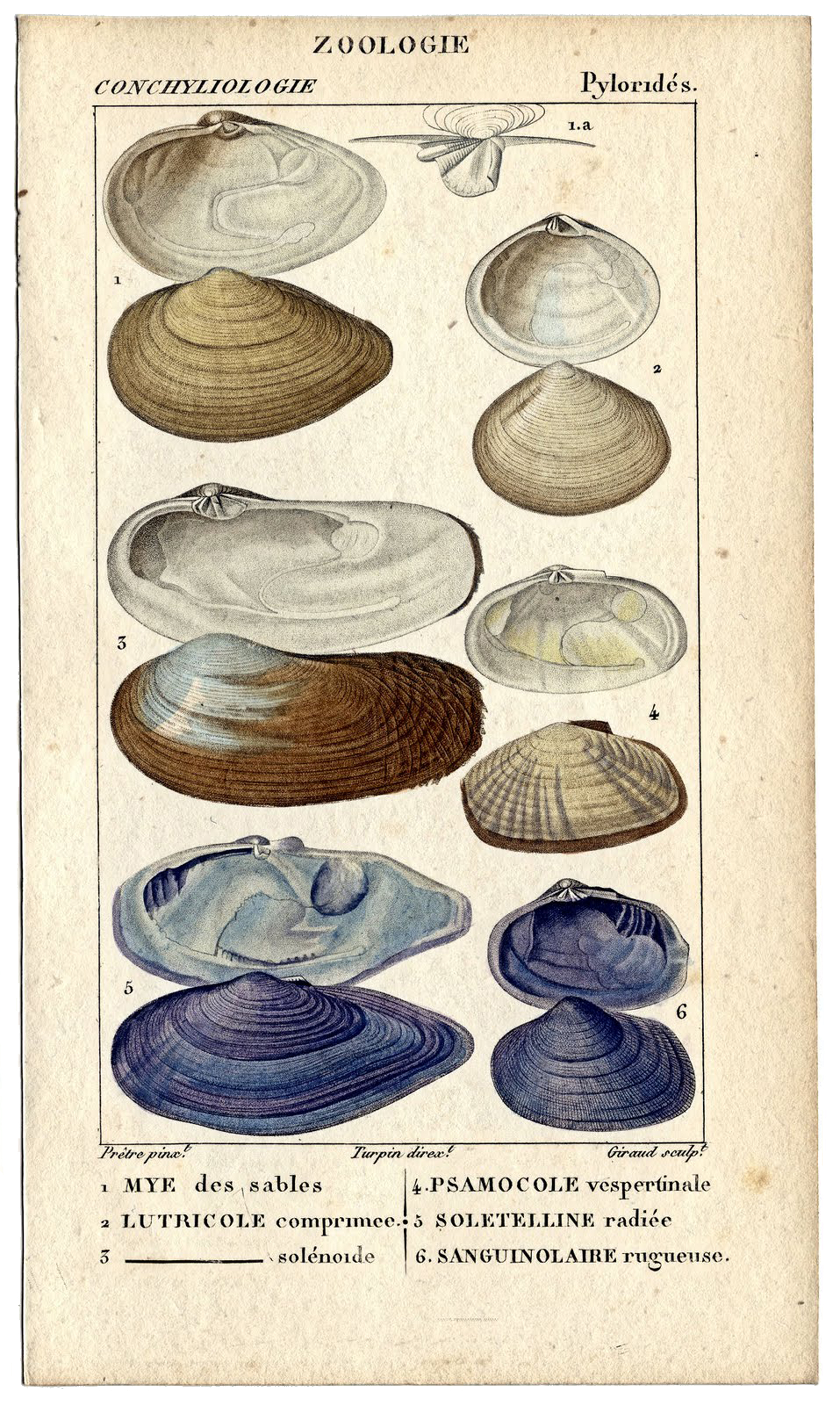 7 Facts About Seashells & Sea Life ::  :: Buy