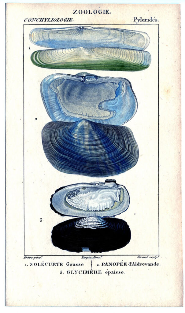 blue seashells antique print illustration