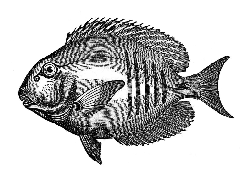 vintage black white fish image