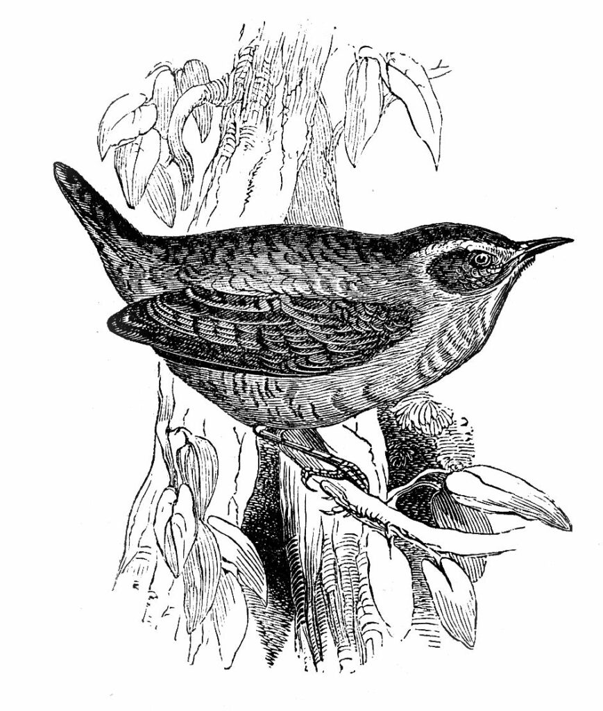 Wren bird perched branch clipart