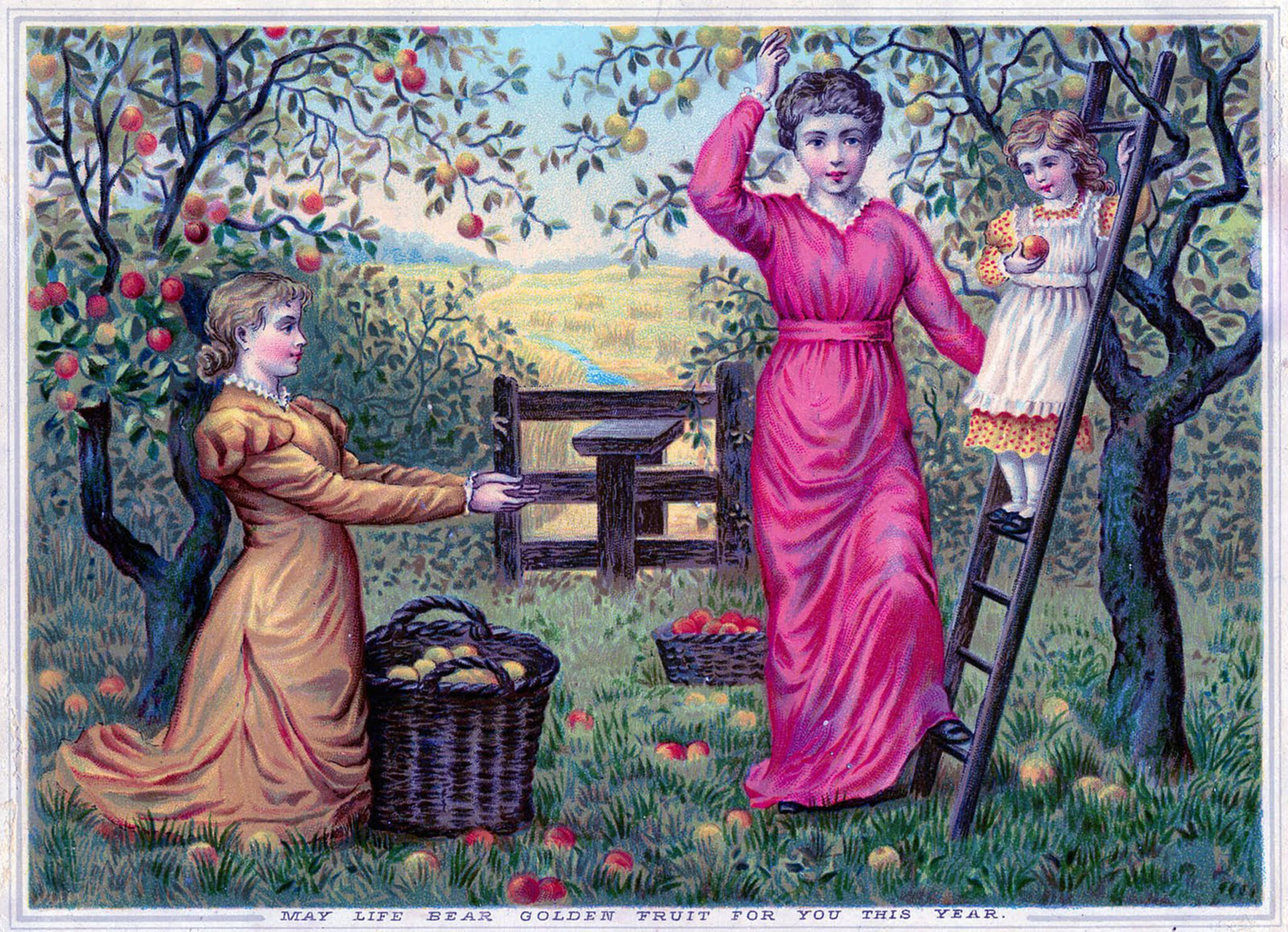Мать урожая. Сбор урожая яблок. Сбор урожая иллюстрация. Картина сбор урожая. Картина ретро урожай.