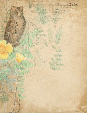nature collage with owl
