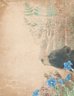 nature collage with bear