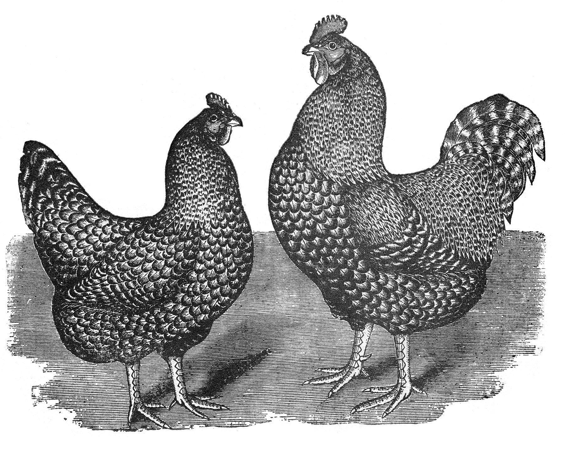 black and white clipart of hens