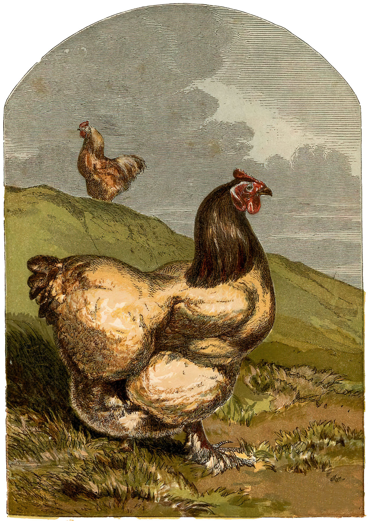 chicken illustration vintage