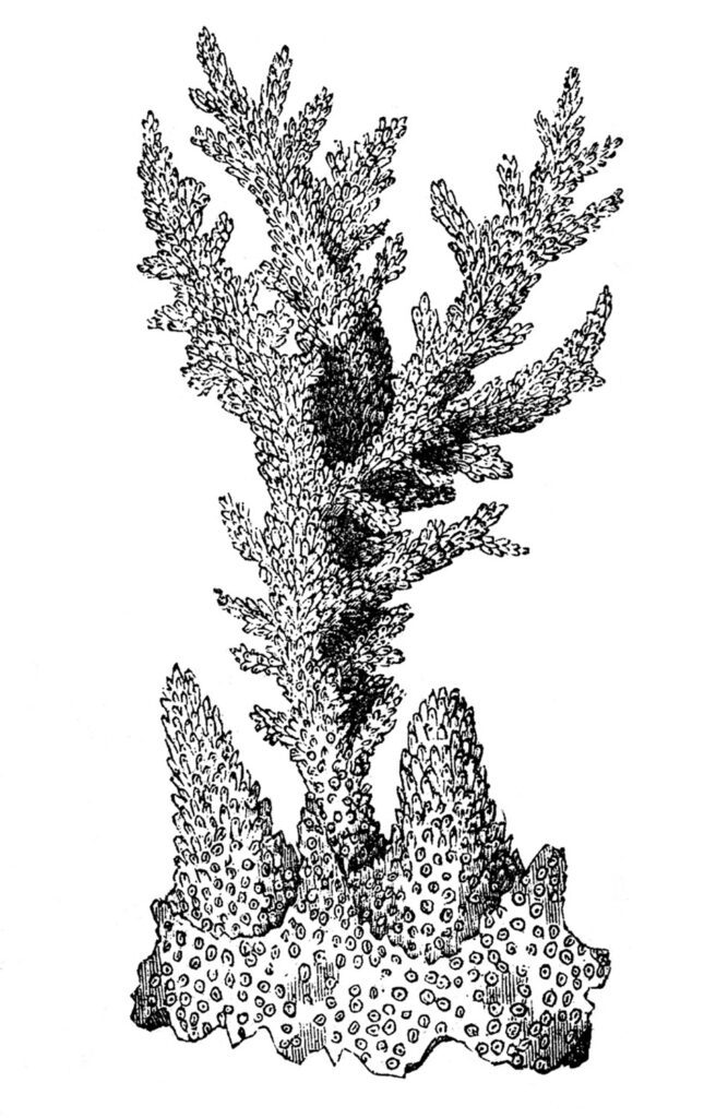antique coral illustration