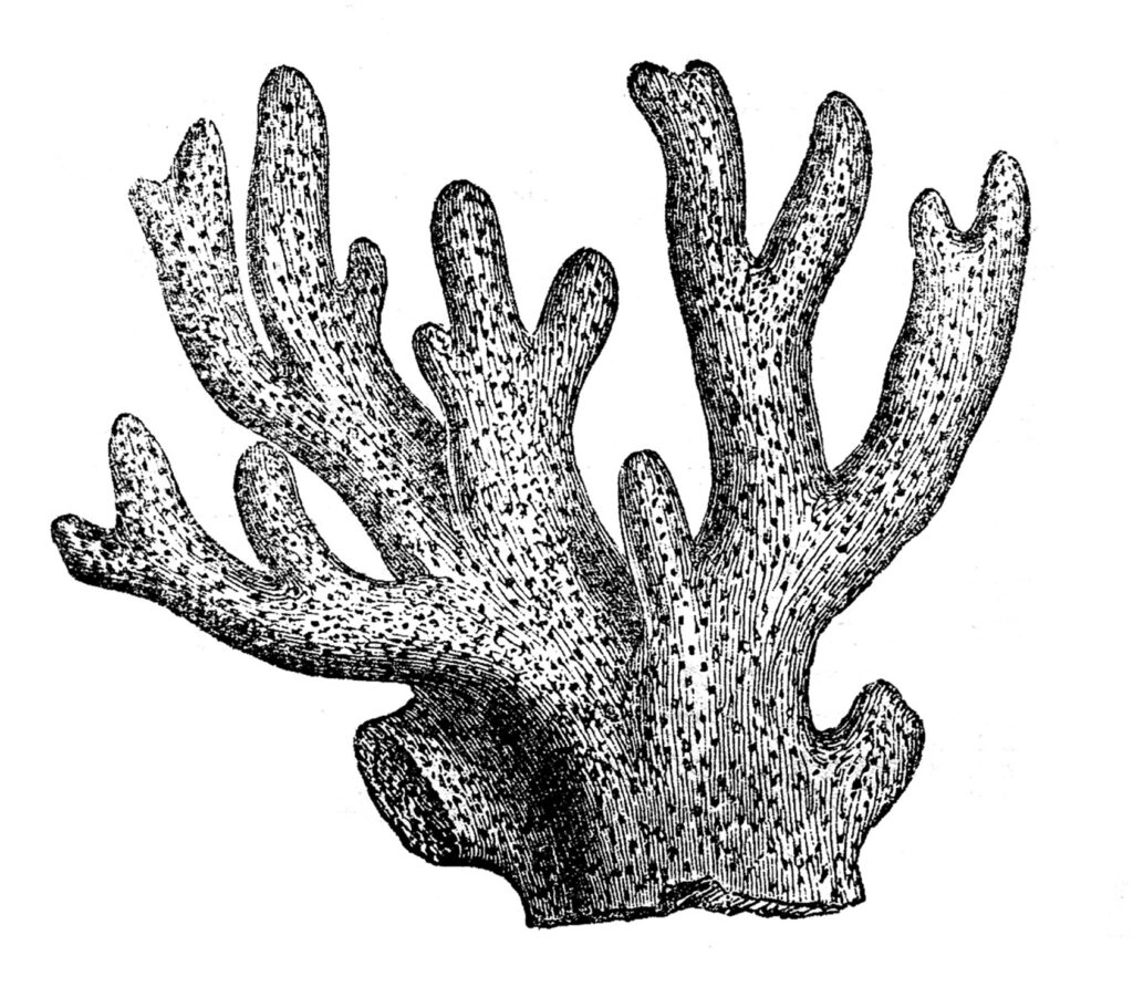 black white coral clipart