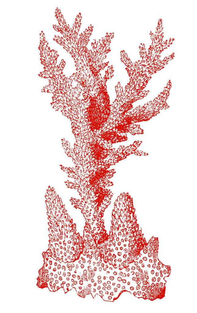 antique red coral clip art