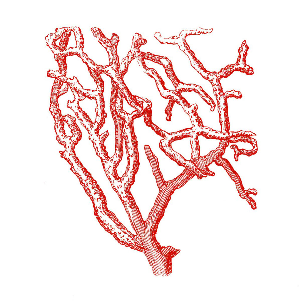 red branch coral image