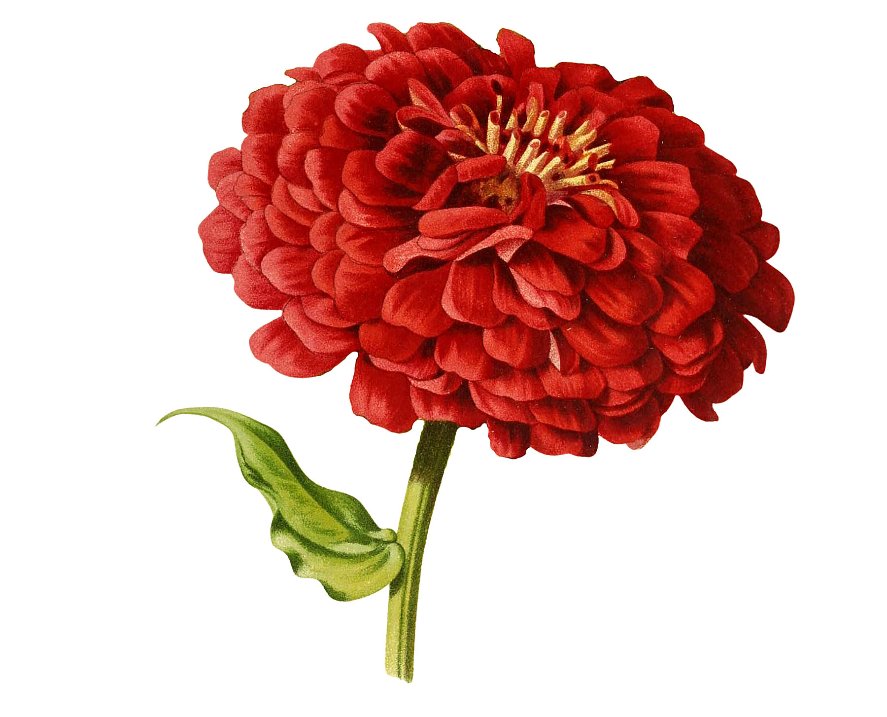 10 Red Flower Drawings! - The Graphics Fairy