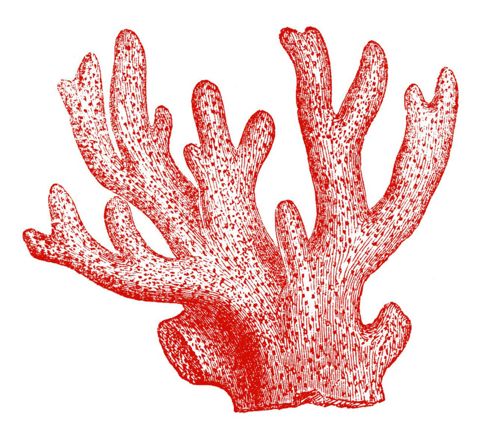 red vintage coral clipart