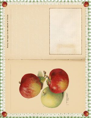 Collage of apples
