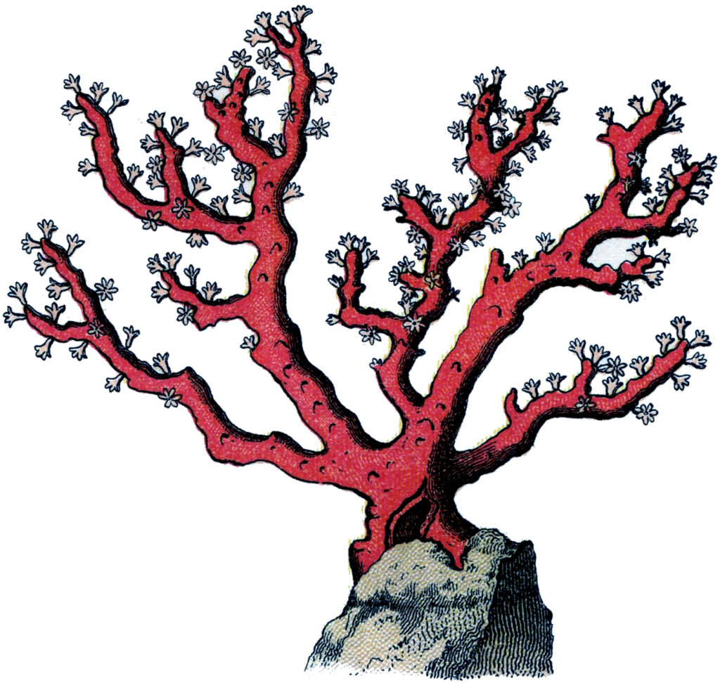 Vintage red coral illustration