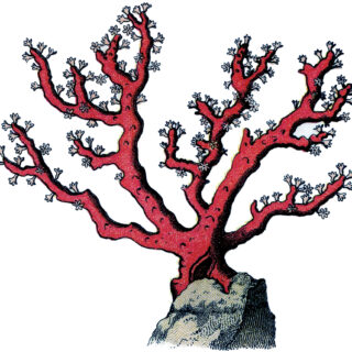 Vintage red coral illustration