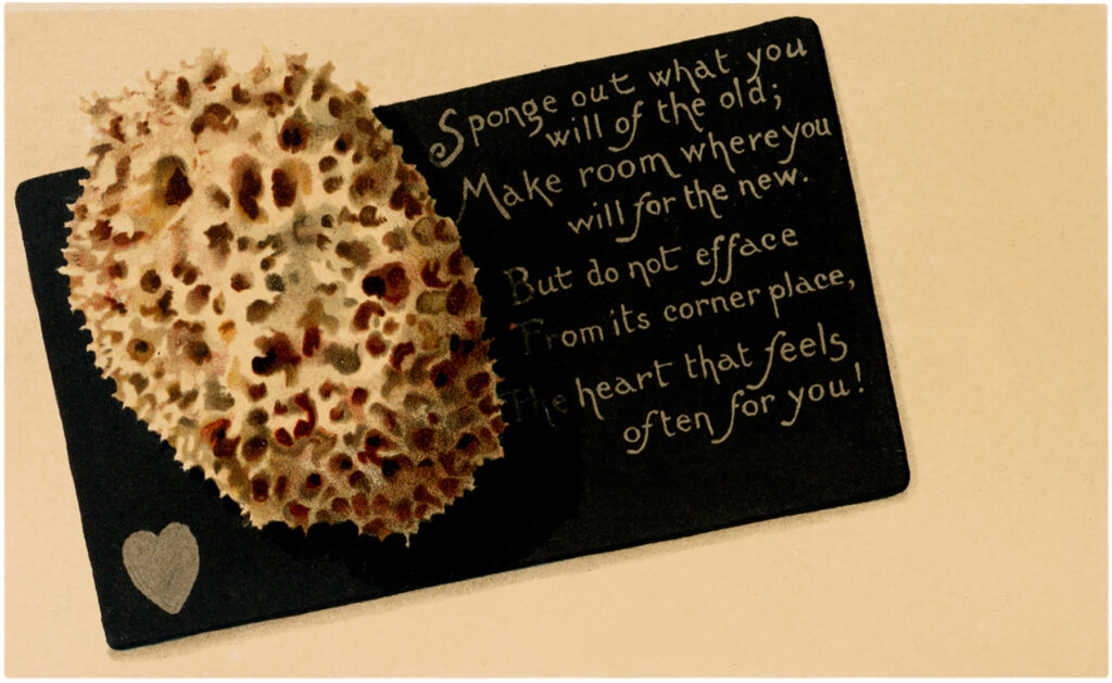 Vintage Sea Sponge image