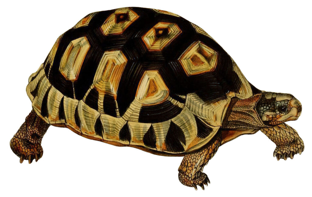 Turtle clipart walking