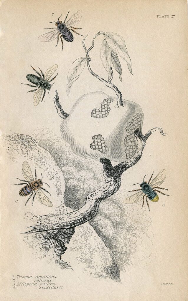 vintage bees honey natural history print image