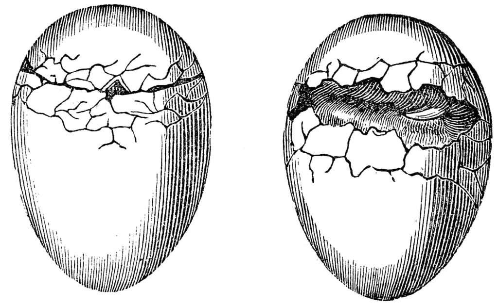 antique cracked eggs clip art