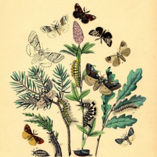 Bohemian moths illustration