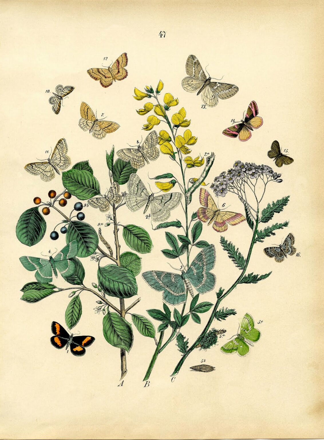 Boho Insects 11 Bohemian Butterfly and Moth Prints! - The Graphics Fairy