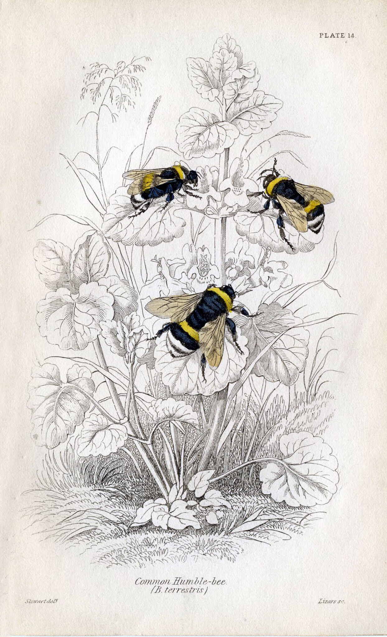10 Natural History Bee Prints! The Graphics Fairy