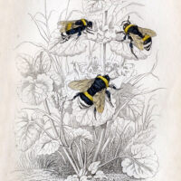 vintage bumble bee image