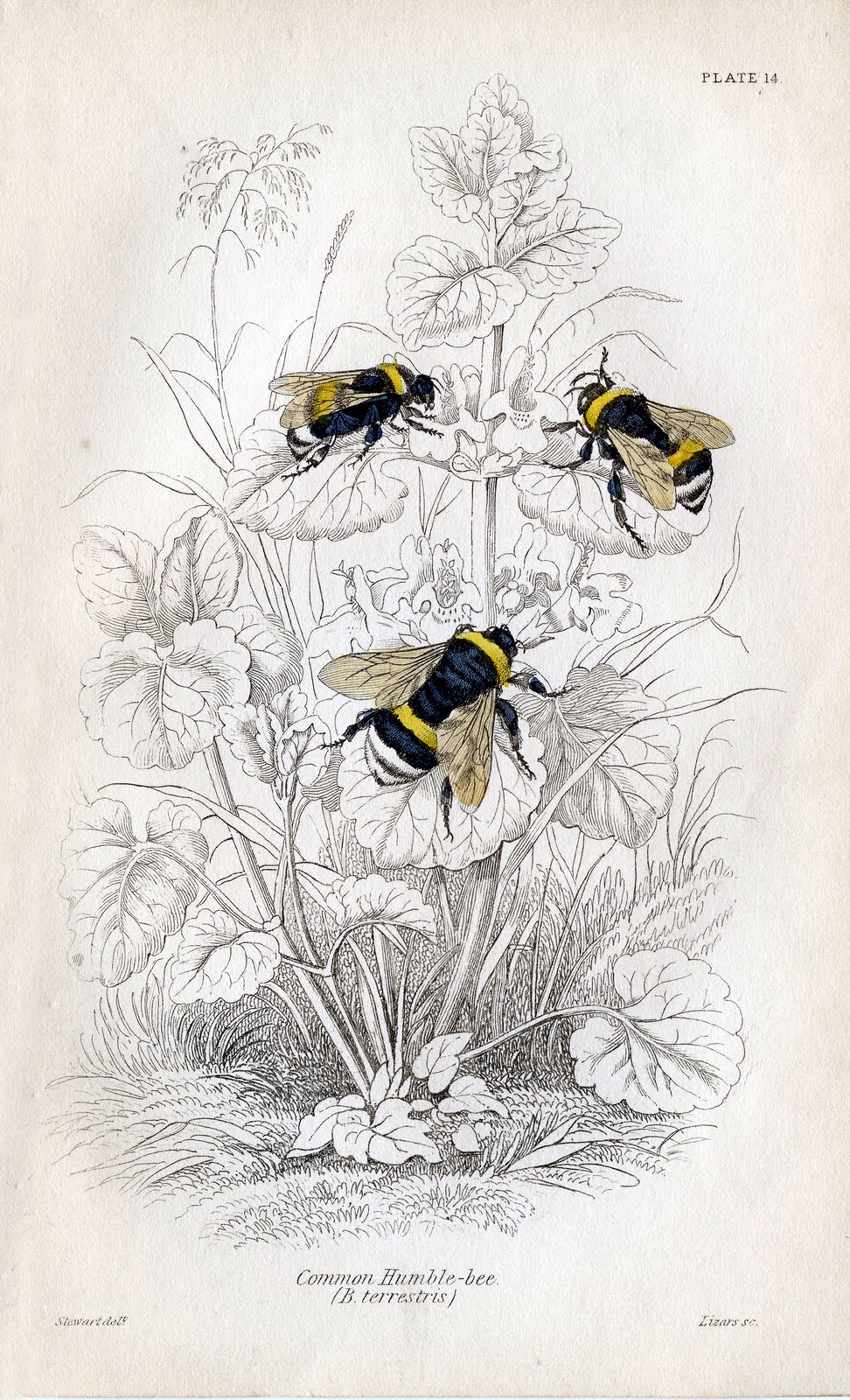 vintage bee drawing