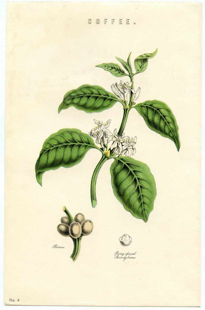 coffee vintage botanical print image