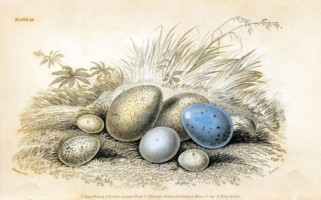 antique blue eggs illustration