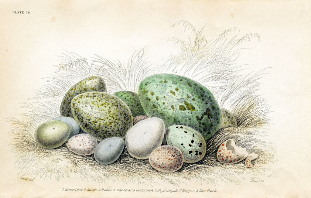 antique green eggs illustration