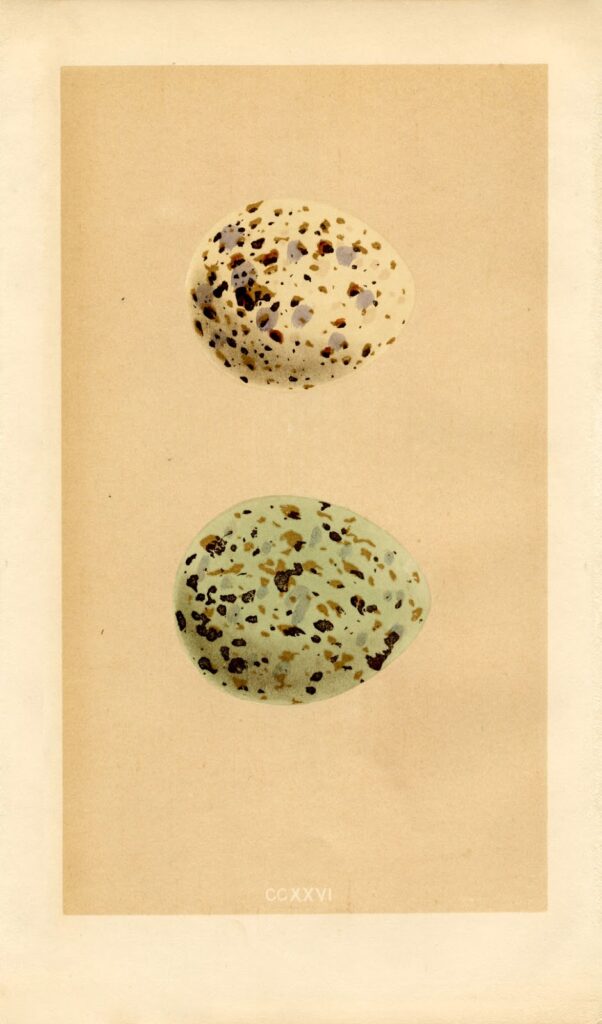 Morris white blue eggs vintage print image